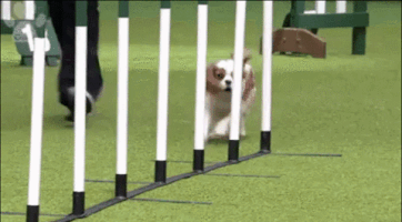 furtnakashi pet slalom almost nailed it GIF