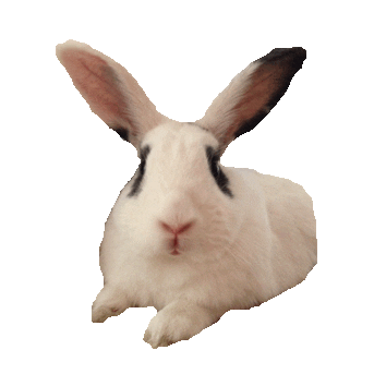 rabbit STICKER by imoji