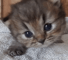 medob  GIF