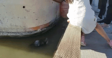 lennartnilssonexpressense  GIF