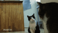 Angry waiting cat GIF on GIFER - by Mazurg