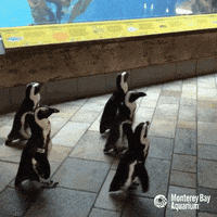 african penguin penguins GIF by Monterey Bay Aquarium