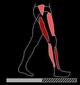 GifsdaFisio fisioterapia cinesiologia acoes musculares durante o ciclo da marcha GIF