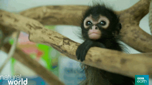 Ookibloks Game Monkey Cute Gifs Get The Best Gif On Giphy