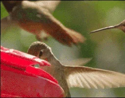  jerk hummingbird move it pushy GIF