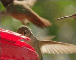 jerk hummingbird move it pushy GIF