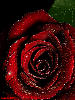 cristelvoneuw flowers GIF