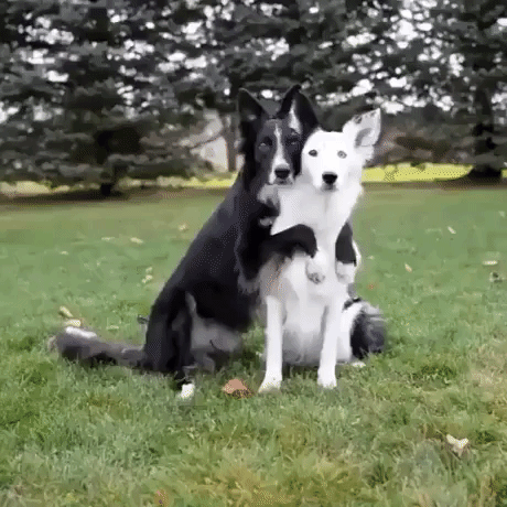 furtnakashi dogs possing for photo photodogs GIF