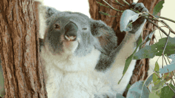 thisisqueensland drama nom koala go on GIF