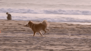 soulpancake dog goal run running GIF