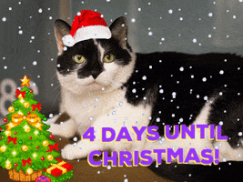 cat christmas GIF by Nebraska Humane Society