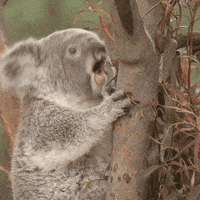 koala lol GIF by San Diego Zoo