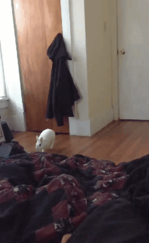 Blast Off Bunny GIF