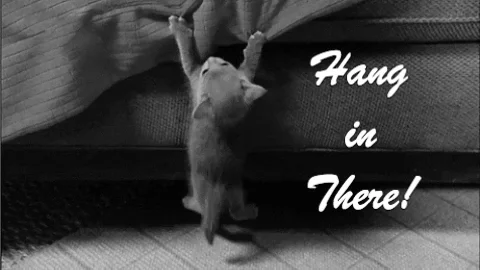 Hang In There Kitten GIF by reactionseditor