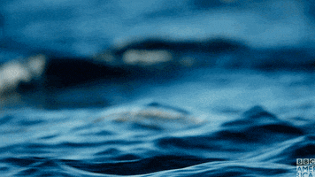 blue planet dolphins GIF by BBC America