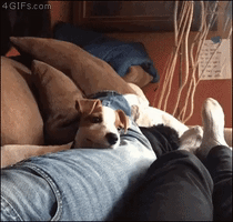 biazur  GIF