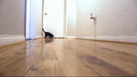 Image result for cat sliding on floor gif