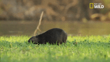 capybara GIF by Nat Geo Wild 