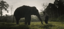 Indonesia Elephant GIF