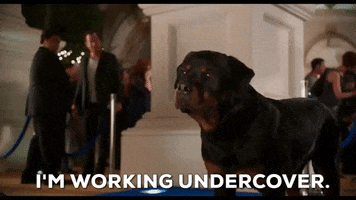 Rottweiler Im Working Undercover GIF by Show Dogs Movie