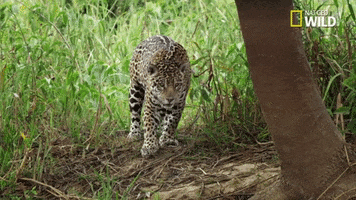 Jaguar Savage Kingdom GIF by Nat Geo Wild