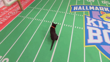 jumping the kitten bowl GIF by Hallmark Channel