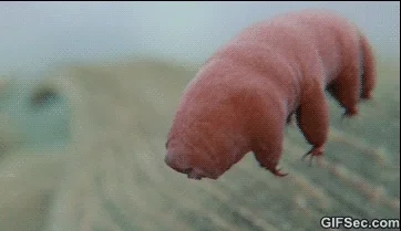 water bear tardigrade GIF