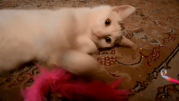 Spielt Tute Kitzelt GIF