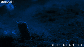 blue planet horror GIF by BBC Earth