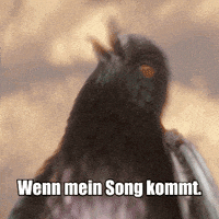 song strom GIF