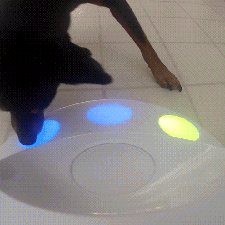 CleverPet  GIF