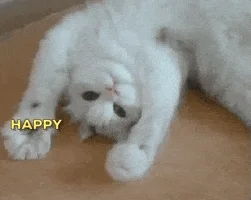cat GIF by happy-birthday