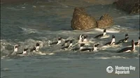 african penguin GIF by Monterey Bay Aquarium