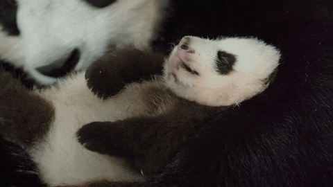 panda GIF by Disneynature