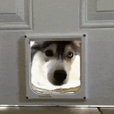 shubhamdawra cute dog human door big door hole big GIF