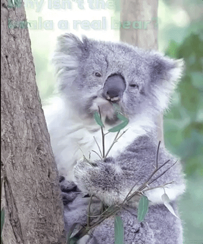 GIF Jokes joke jokes koala qualifications GIF