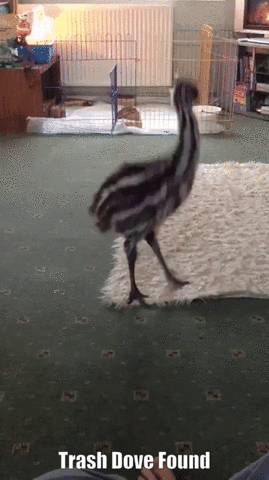 wittyfeedcom trash dove GIF