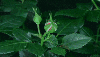 coolgifs1992 nature rose plants natural GIF