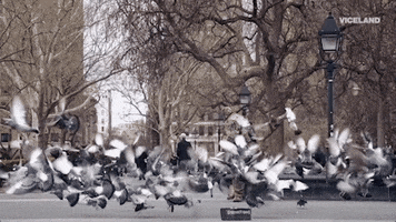 city street pigeons GIF by HUANG'S WORLD
