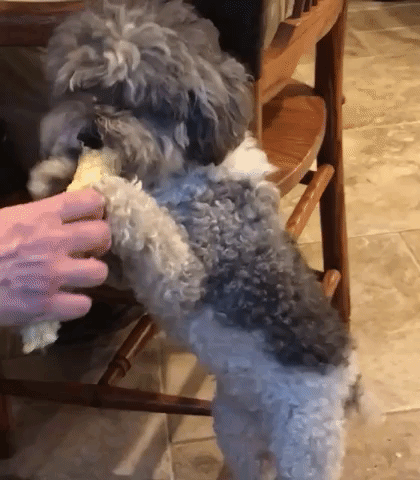 appledectomy  GIF