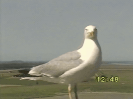 Vhs Seagull GIF by tomafotograaf