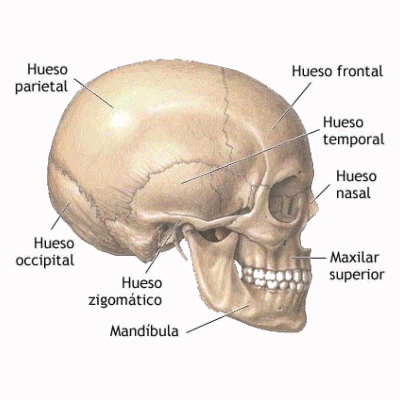 alfredojuarez glitch skull dubstep ilustracion GIF