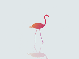 flamingo GIF by Olle Engstrom