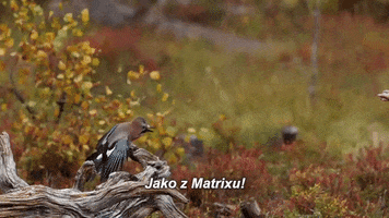 fikrjadid  GIF