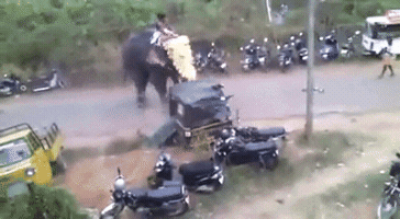 tonypuh  GIF