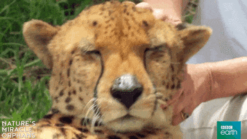 bbcearthasia nature's miracle orphans GIF