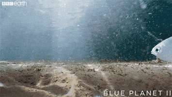 blue planet surprise GIF by BBC Earth