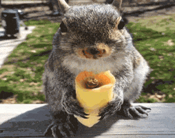 Hungry Food GIF by America's Funniest Home Videos