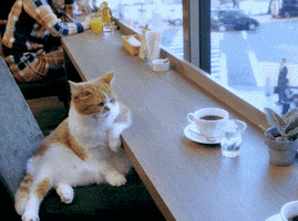 kido cat cats chilling GIF