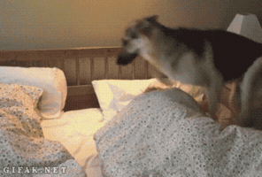 cihancimen  GIF